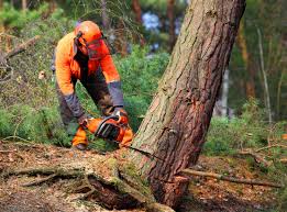 Best Tree and Shrub Care  in Kings Park, VA