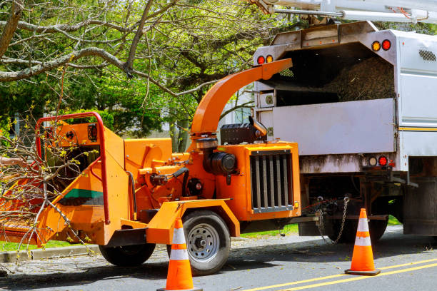 Best Leaf Removal  in Kings Park, VA