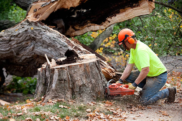 Best Tree Disease Treatment  in Kings Park, VA