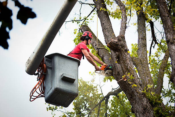 Best Commercial Tree Services  in Kings Park, VA