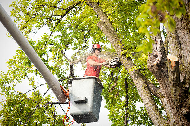 Best Tree Risk Assessment  in Kings Park, VA