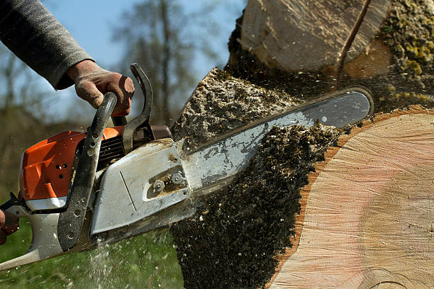 Best Tree Removal  in Kings Park, VA